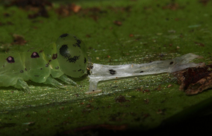 Fig.3 Larva <i>Antiblemma</i> Poole29  en penúltimo estadío comiendo membrana muda.  Voucher: 17-SRNP-30550-DHJ736121.jpg