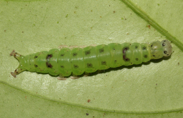 Fig.4 Larva <i>Antiblemma calais</i> en último estadío mostrando diferencia de puntos. Voucher:18-SRNP-31039-DHJ744702.jpg