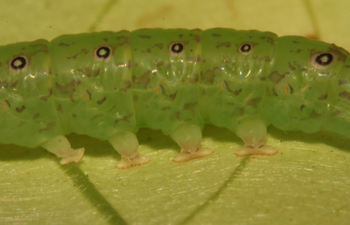 Fig.7  Larva <i>Antiblemma</i> Poole 29 en último estadío mostrando parte frontal. Voucher: 12-SRNP-30675-DHJ485434.jpg