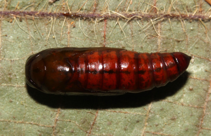 Fig.9 Pupa dorsal <i>Antiblemma</i> Poole 29. Voucher: 17-SRNP-30550-DHJ736274.jpg