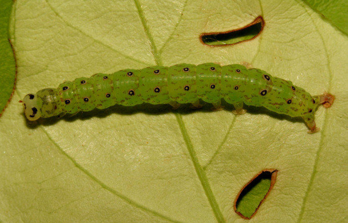 Fig.2  Larva <i>Antiblemma</i> Poole29  en último estadío mostrando la parte dorsal. Voucher:12-SRNP-30675-DHJ485427.jpg