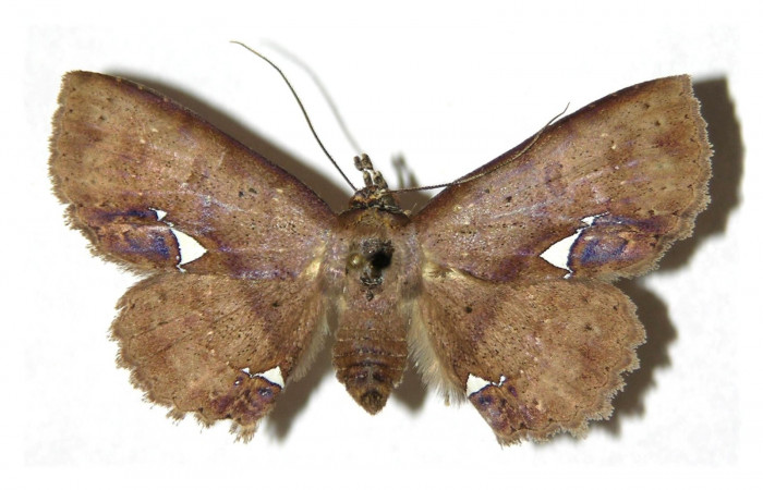 Fig.5 Adulto <i>Antiblemma calais</i>  dorsal. Hembra. Voucher:  05-SRNP-2920-DHJ314216.jpg
