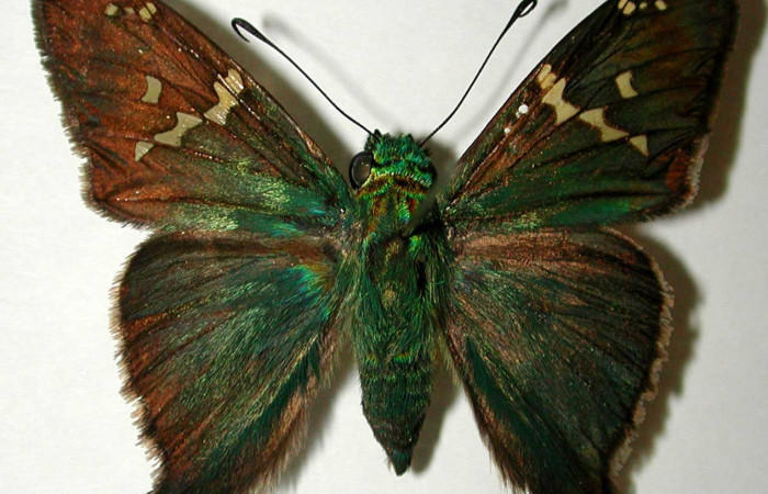 Fig.10 Adulto <i>Aguna coeloides</i> mostrando la parte dorsal ,  macho Voucher: 02-SRNP-6344-DHJ39122.jpg.