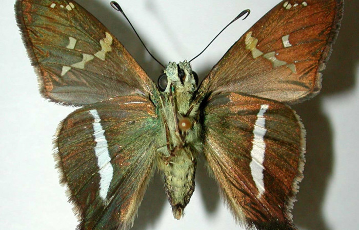 Fig.11 Adulto d <i>Aguna coeloides</i> mostrando la parte ventral,  Macho, Voucher: 02-SRNP-6344-DHJ39123.jpg.