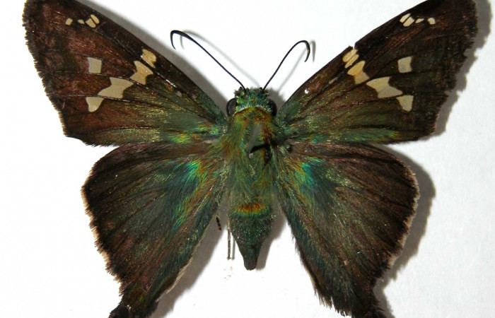 Fig.12 Adulto <i>Aguna coeloides</i> mostrando la parte dorsal , Hembra, Voucher:  03-SRNP-20032-DHJ39552.jpg.