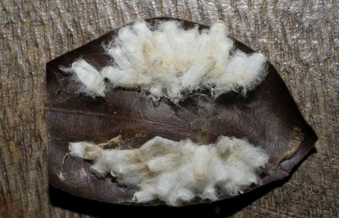 Fig. 15  Capullos <i>Hypomicrogaster rugosus</i> en larva <i>Aguna coeloides</i>. Voucher: 04-SRNP-31802-DHJ415300.jpg.