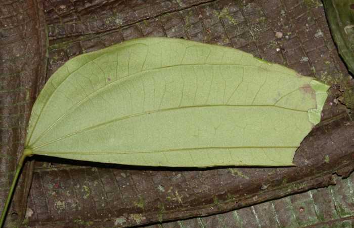 Fig. 3  Larva <i>Aguna coeloides</i>  tercer estadío ,mostrando forma de corte en la hoja  en Voucher: 14-SRNP-31359-DHJ721260.jpg