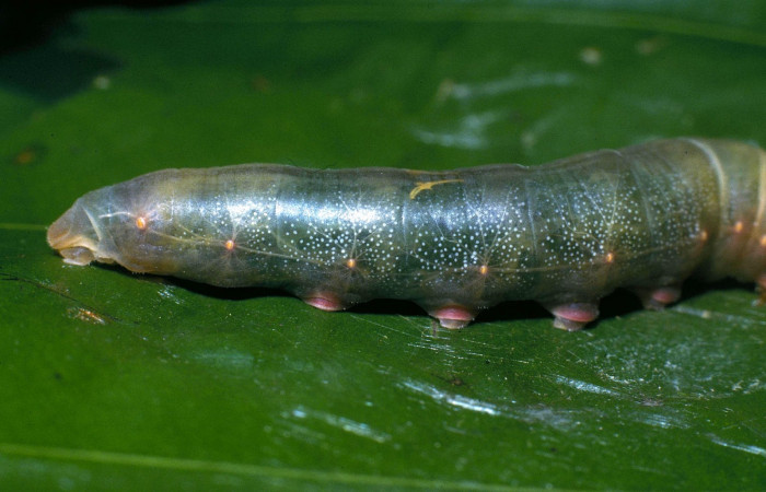 Fig.4  Larva <i>Aguna coeloides</i> Aguna coeloides  penultimo estadío vista dorsal, Voucher: 04-SRNP-32912-DHJ83874.jpg.