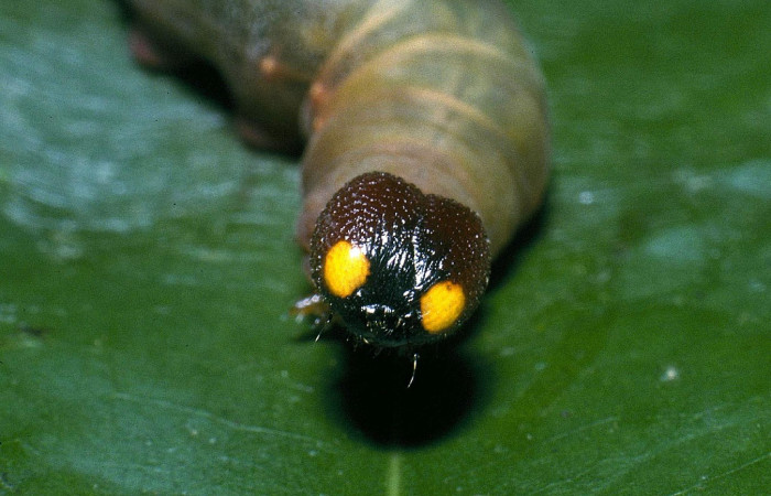 Fig. 5 Larva <i>Aguna coeloides</i>  penúltimo  estadío vista frontal.  Voucher: 04-SRNP-32912-DHJ83877.jpg.