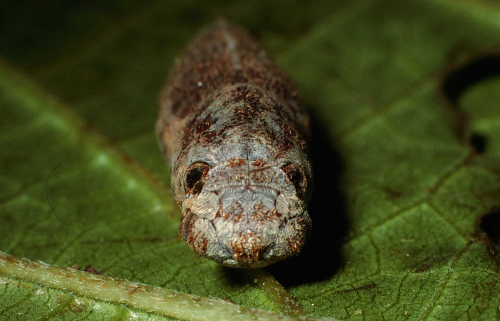 Fig.8  Pupa <i>Aguna coeloides</i> vista mostrando la parte frontal los ojos falsos.,  Voucher: 02-SRNP-6344-DHJ65914.jpg