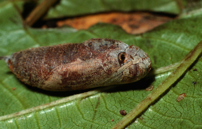 Fig.9  Pupa <i>Aguna coeloides</i> vista lateral,  Voucher: 02-SRNP-6344-DHJ65910.jpg.