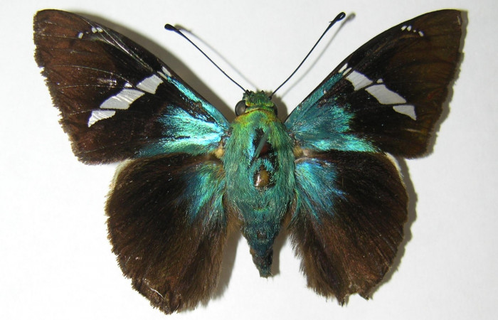 Fig. 10 Adulto  <i>Telegonus procrastinator</i> mostrando la parte dorsal , macho. Voucher: 03-SRNP-38625-DHJ341102.jpg