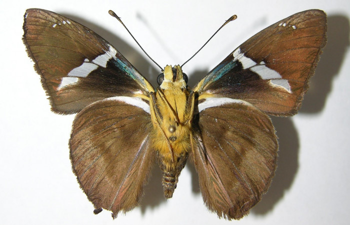 Fig. 11 Adulto <i>Telegonus procrastinator</i> mostrando la parte ventral , macho. Voucher: 003-SRNP-38625-DHJ341103.jpg