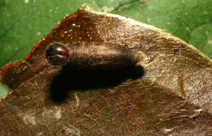 Fig.12 Parásitos de <i>Telegonus procrastinator</i>. Momia de <i>Hyposoter</i> INB-42DHJ02. (Ichneumonidae)  Voucher: 10-SRNP-32286-DHJ477322.jpg