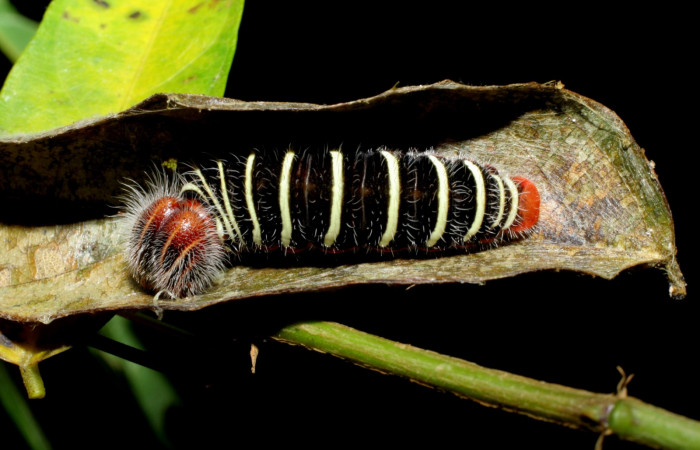 Fig.1  Larva <i>Telegonus procrastinator</i>  último estadío  vista dorsal , mostrando cabeza frontal. Voucher:05-SRNP-34585-DHJ420421.jpg