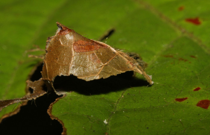 Fig. 2 Larva de <i>Telegonus inflatio</i> primeros estadíos ,mostrando forma de casita.  Voucher:  16-SRNP-30138-DHJ729184.jpg