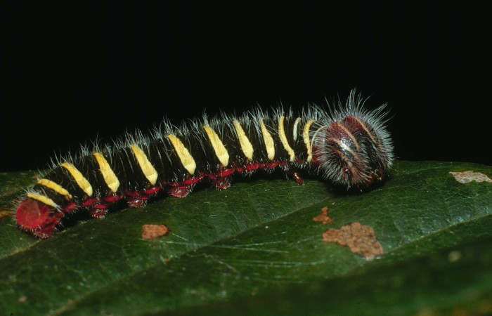 Fig. 5  Larva <i>Telegonus procrastinator</i> ulti mo estadío, vista lateral. Voucher:  03-SRNP-38625-DHJ80556.jpg