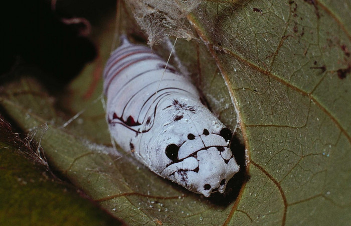 Fig. 6  Pupa <i>Telegonus procrastinator</i> vista frontal. Voucher:  80-SRNP-160-DHJ1131.jpg