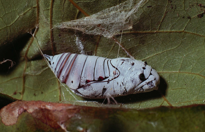 Fig. 7  Pupa <i>Telegonus procrastinator</i> vista lateral. Voucher:  80-SRNP-160-DHJ1135.jpg
