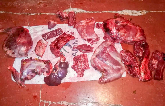 22 de mayo 2019  Sector Pocosol, Parque Nacional Guanacaste  Foto: Brigada se Control de Aprovechamiento Forestal y Seguimiento al Programa de Pago por Servicios Ambientales (BCAF-PSA) ACG