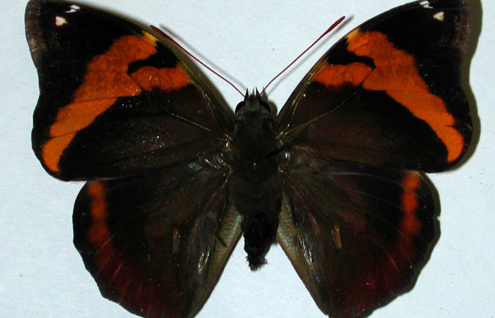 Fig.14. Adulto macho de <i>Opsiphanes fabricii</i> (Nymphalidae). Vista dorsal. Voucher:01-SRNP-11290-DHJ35200.jpg