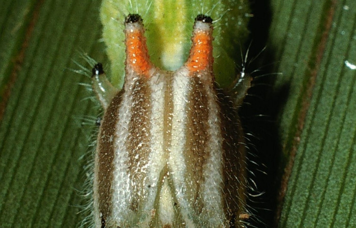 Fig.23. Cabeza de <i>Opsiphanes fabricii</i> (Nymphalidae). Vista de frente. Voucher:03-SRNP-1951-DHJ71816.jpg     