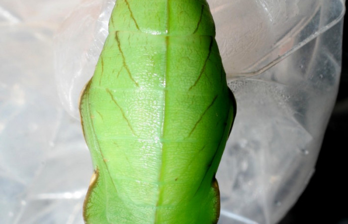 Fig.5. Pupa de <i>Opsiphanes jacobsorum</i> (Nymphalidae). Vista dorsal de pupa completa. Voucher: 06-SRNP-34044-DHJ425239.jpg