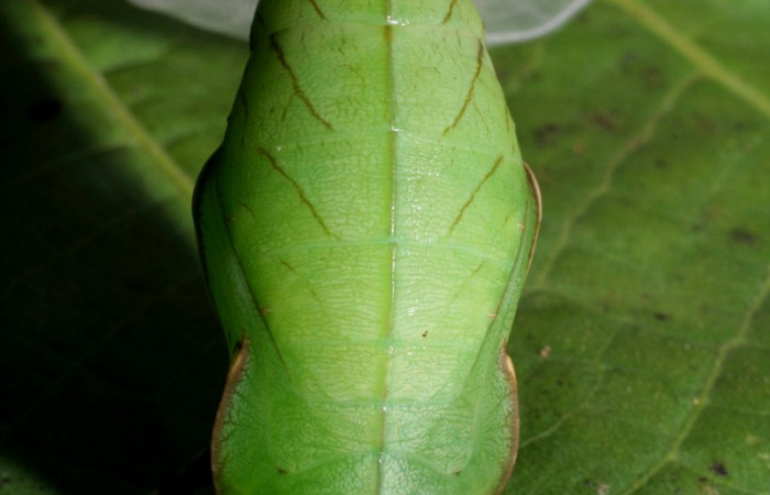 Fig.6. Pupa de <i>Opsiphanes jacobsorum</i> (Nymphalidae). Vista dorsal de pupa completa. Voucher: 06-SRNP-34044-DHJ425241.jpg