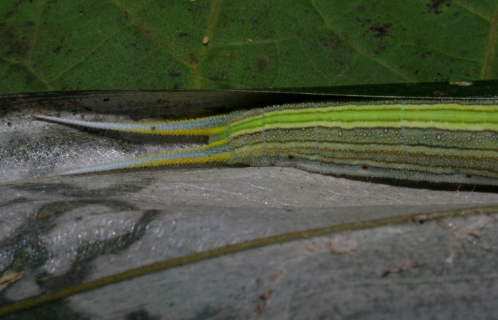 Fig.8. Larva de <i>Opsiphanes jacobsorum</i> (Nymphalidae). Vista del extremo. Voucher:06-SRNP-34094-DHJ425270.jpg     