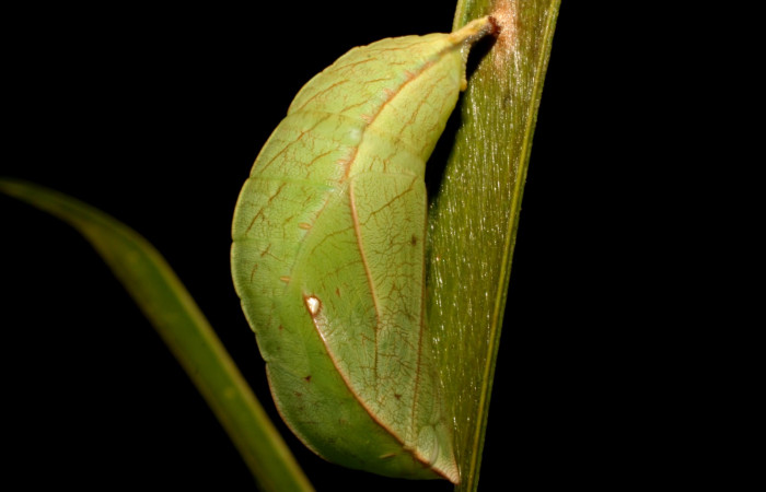 Fig.25. Pupa de <i>Opsiphanes fabricii</i> (Nymphalidae). Vista lateral de pupa completa. Voucher: 08-SRNP-40515-DHJ436319.jpg     