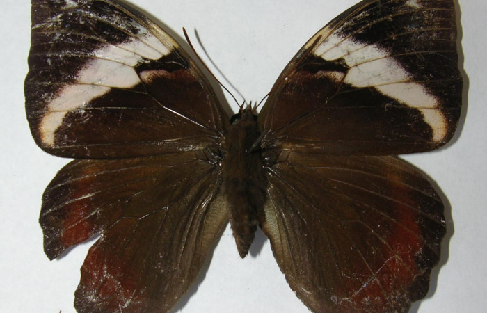 Fig.10. Adulto hembra de <i>Opsiphanes jacobsorum</i> (Nymphalidae). Vista dorsal. Voucher:12-SRNP-72028-DHJ567426.jpg