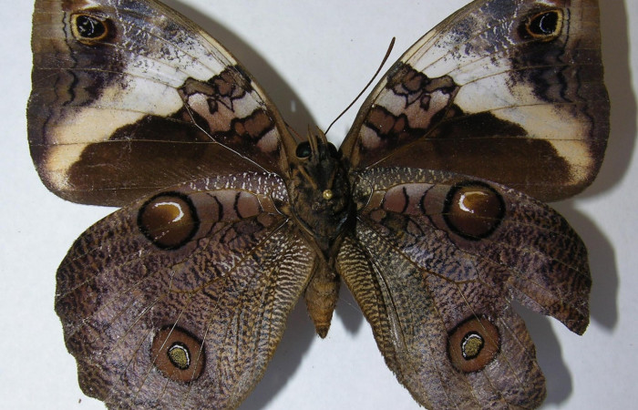 Fig.11. Adulto hembra de <i>Opsiphanes jacobsorum</i> (Nymphalidae). Vista ventral. Voucher:12-SRNP-72028-DHJ567427.jpg