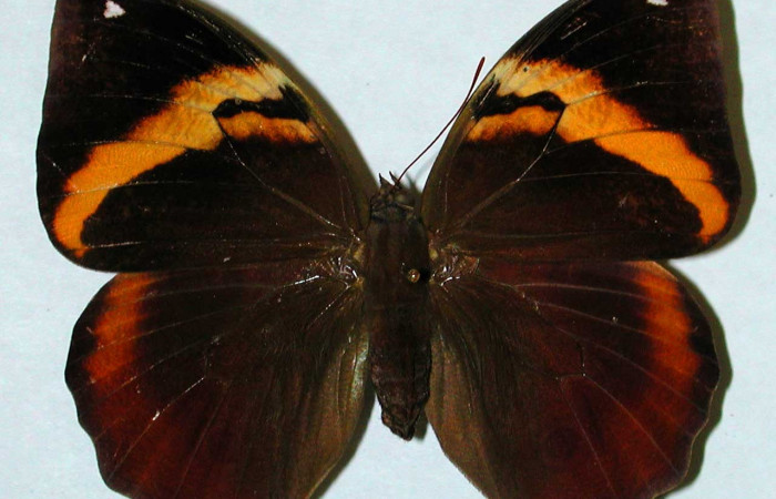 Fig.18. Adulto hembra de <i>Opsiphanes fabricii</i> (Nymphalidae). Vista dorsal. Voucher:90-SRNP-2829-DHJ35198.jpg