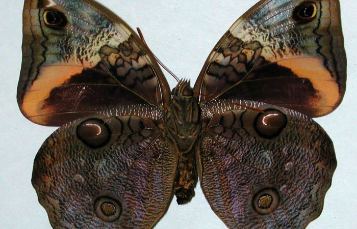 Fig.20. Adulto hembra de <i>Opsiphanes fabricii</i> (Nymphalidae). Vista ventrall. Voucher:01-SRNP-11290-DHJ35201.jpg