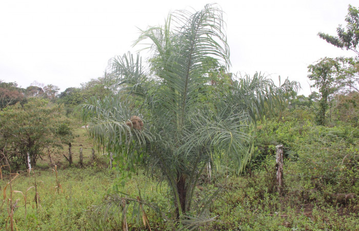 Fig.28. Planta hospedera de <i>Opsiphanes fabricii</i> (Nymphalidae) <i>Acrocomia aculeata</i> (Arecaceae)