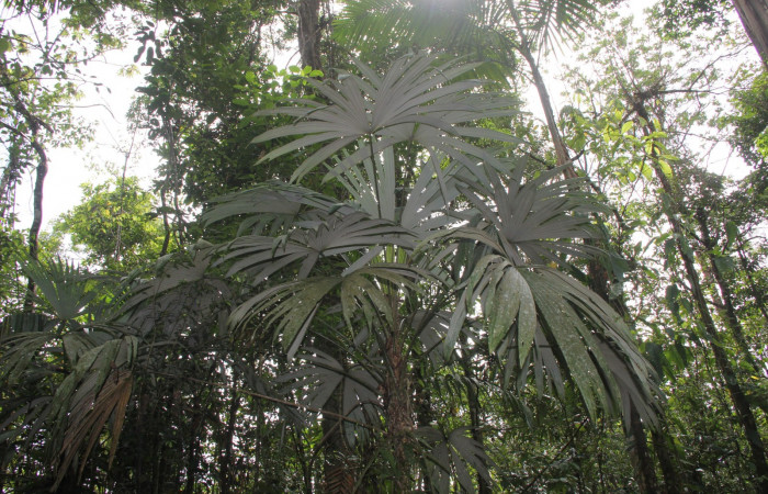 Fig.26. Planta hospedera de <i>Opsiphanes jacobsorum</i> (Nymphalidae) <i>Cryosophila warscewiczii</i> (Arecaceae)