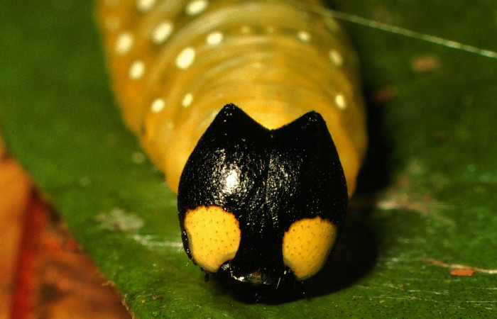 Fig.1  Larva de <i>Phareas burnsi</i> último estadío  vista lateral, mostrando cabeza frontal. Voucher: 01-SRNP-9030-DHJ58490 jpg