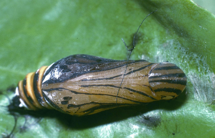 Fig. 7  Pupa de <i>Phareas burnsi</i> mostrando la parte ventral.  Voucher: 04-SRNP-31800-DHJ82599.jpg