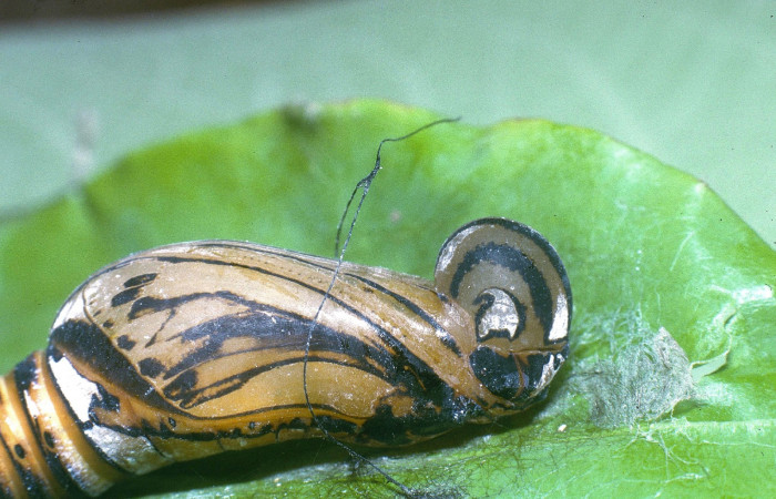 Fig. 8  Pupa de <i>Phareas burnsi</i> mostrando la estructura de la frontal .  Voucher: 04-SRNP-31800-DHJ82596.jpg