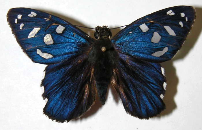 Fig. 9 Adulto de <i>Phareas burnsi</i> mostrando la parte dorsal ,  macho Voucher: 02-SRNP-35232-DHJ36747.jpg