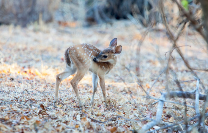 Fotografía: Luciano Capelli