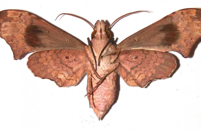 Fig. 02. Hembra de <i>Aleuron neglectrum</i> (Sphingidae), vista ventral, 56mm de longitud. Voucher: 02-SRNP-14889-DHJ35667.jpg.