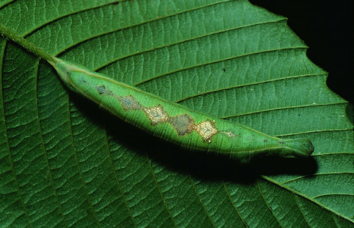 Fig. 03. Larva de <i>Aleuron iphis</i> (Sphingidae), vista dorsal, 47mm de longitud. Voucher: 82-SRNP-645-DHJ4517.jpg.