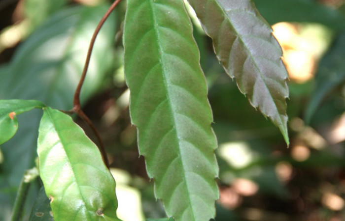 Fig.07. <i>Doliocarpus dentatus</i> (Dilleniaceae), liana de sitios boscosos y abiertos, planta hospedera de especies del género <i>Aleuron</i>. 