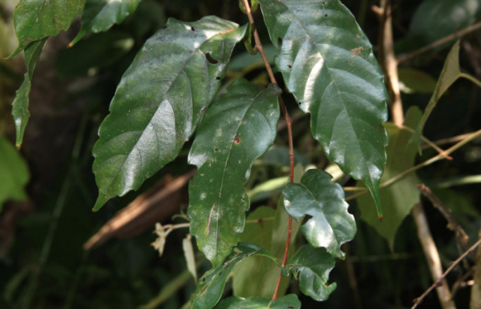 Fig.08. <i>Doliocarpus dentatus</i> (Dilleniaceae), liana de sitios boscosos y abiertos, planta hospedera de especies del género <i>Aleuron</i>. 