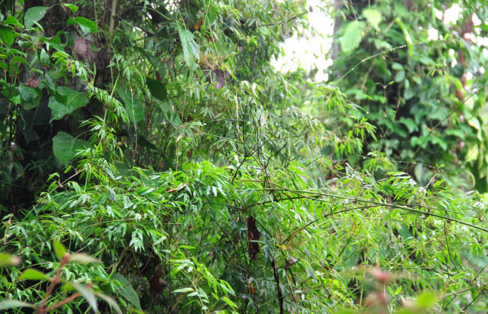 Fig.12. Planta hospedera de <i>Perichares deceptus</i>, <i>Rhipidocladum racemiflorum</i>