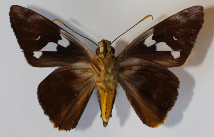 Fig.2. Adulto de <i>Perichares deceptus</i> Hembra 51mm de longitud vista ventral. Voucher: 13-SRNP-35569-DHJ585785.jpg. 