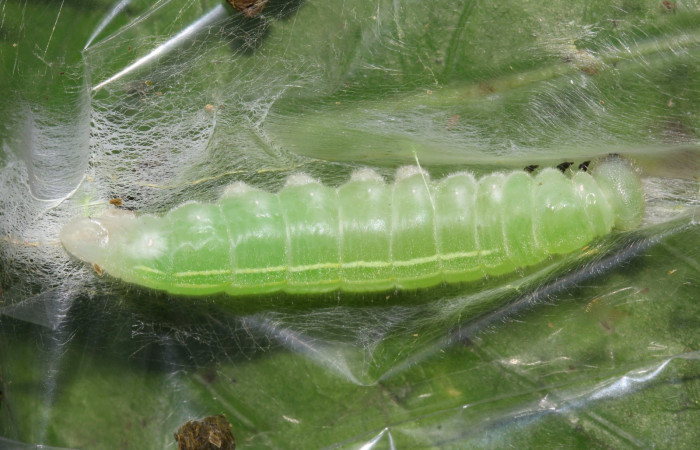 Fig.7. Prepupa de <i>Perichares deceptus</i>. 37mm de longitud. Voucher : 17-SRNP-32445-DHJ740761.jpg.