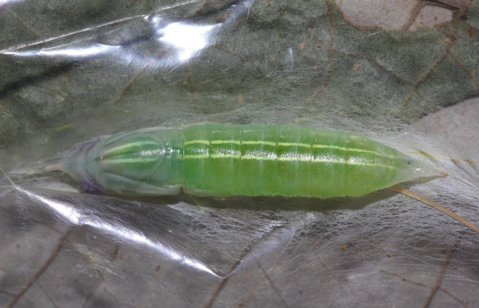 Fig.9.Pupa de <i>Perichares deceptus</i>. 38mm  de longitud vista dorsal. Voucher : 17-SRNP-32445-DHJ740880.jpg.