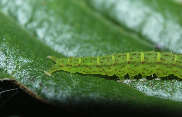Fig .3  Larva <i>Antiblemma</i> Poole33 en último estadio mostrando rayas dorsales carácter importante de la especie. Voucher: 15-SRNP-70264-DHJ726843.jpg